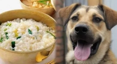 Кои житни култури можат да им се дадат на кучињата